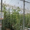 AgroTwin, projecte d'agricultura intel·ligent