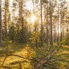 Los árboles forestales sufrieron la ola de calor incluso después de 2018